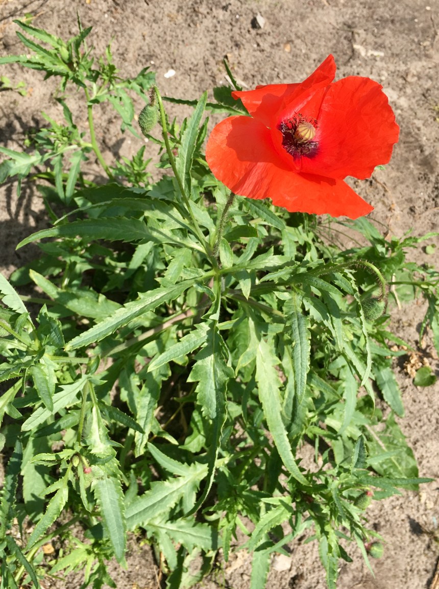 87C0CDFA-FCDE-43E5-8791-26CC624A5887